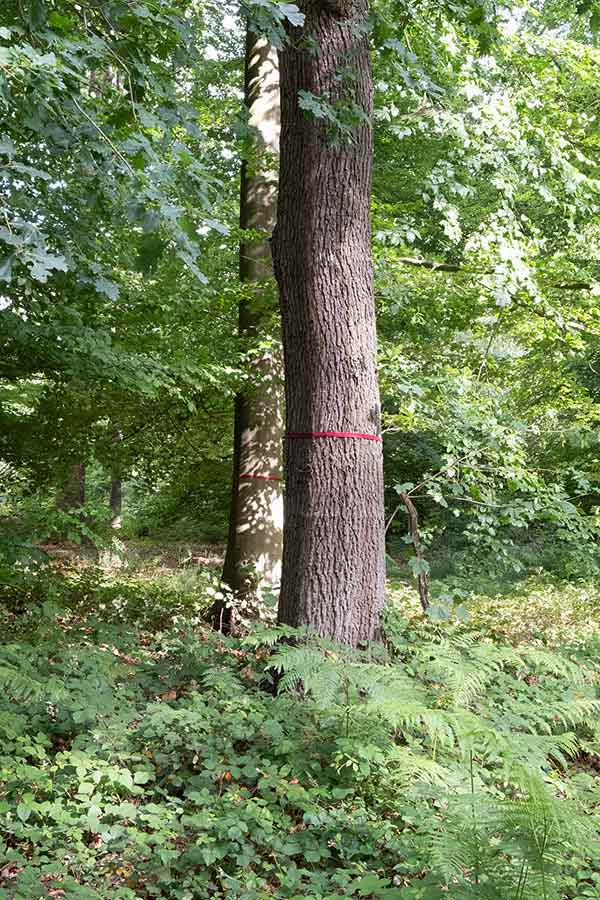 Foto des Waldes mit Ruhestätte-Bäumen